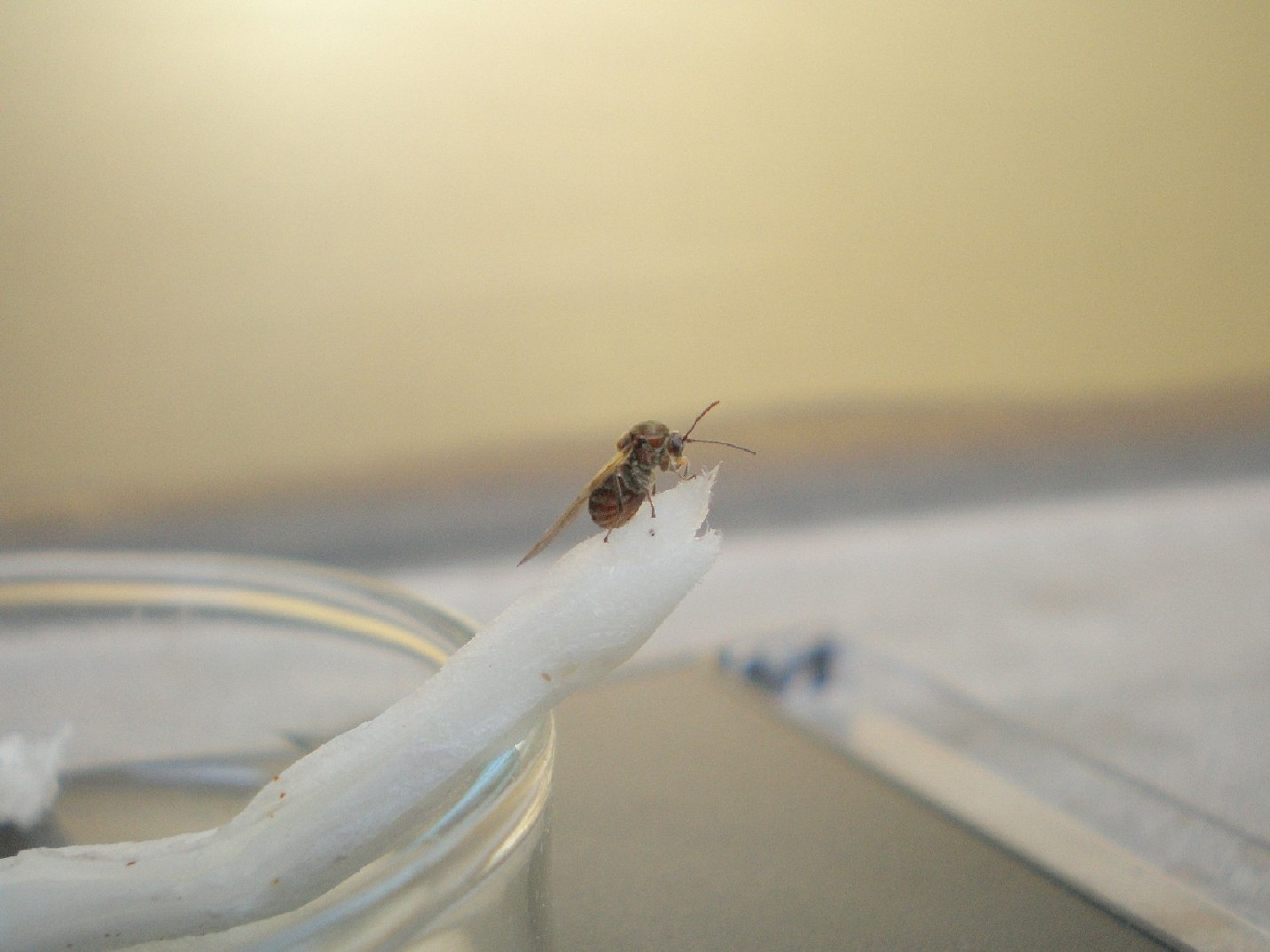 Andricus dentimitratus